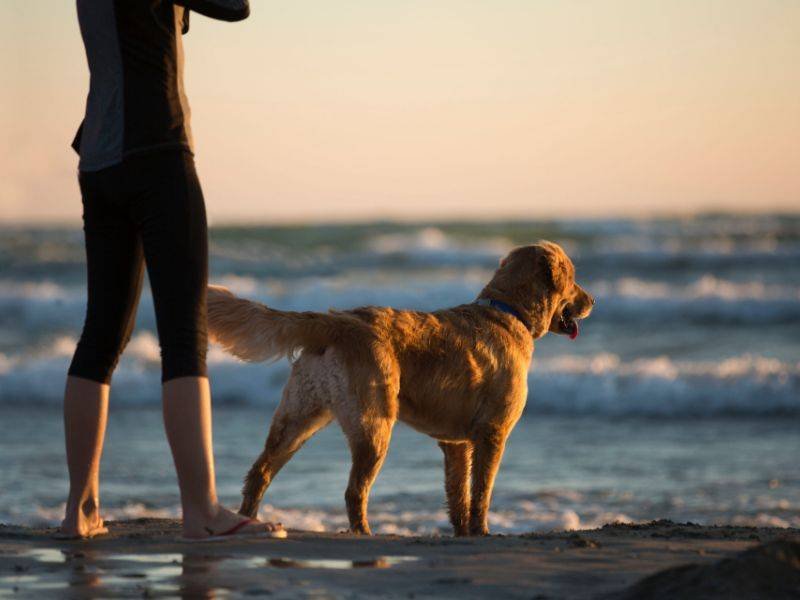 Woman and dog walking on the beach at sunset
