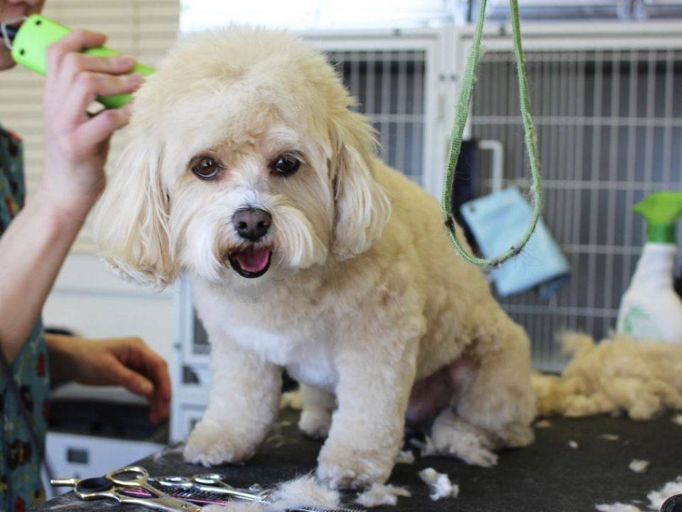 Groomer brushing a small white dog